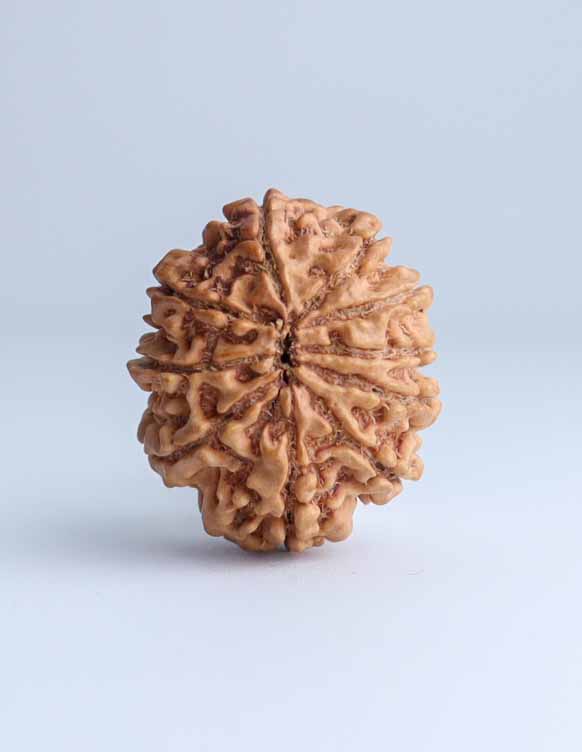 10 Mukhi Nepali Rudraksha