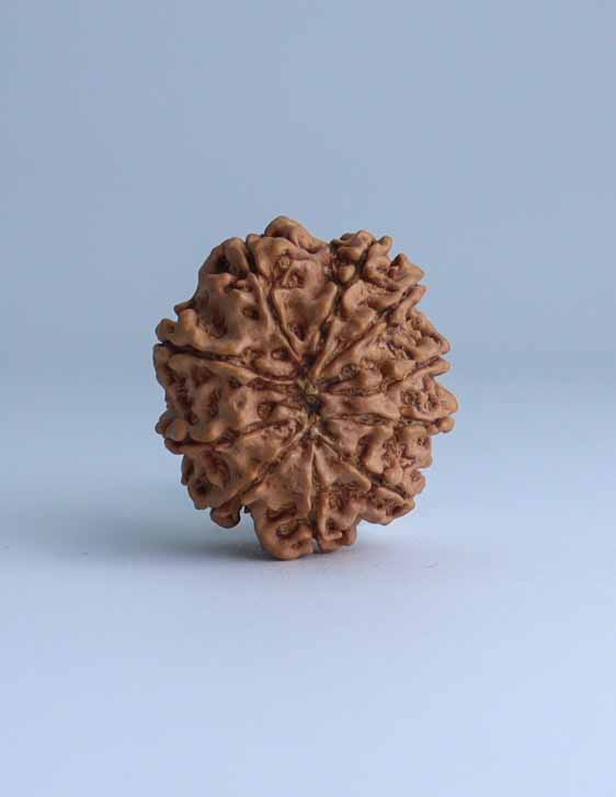 10 Mukhi Nepali Rudraksha