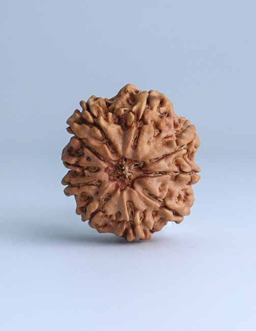 10 Mukhi Nepali Rudraksha