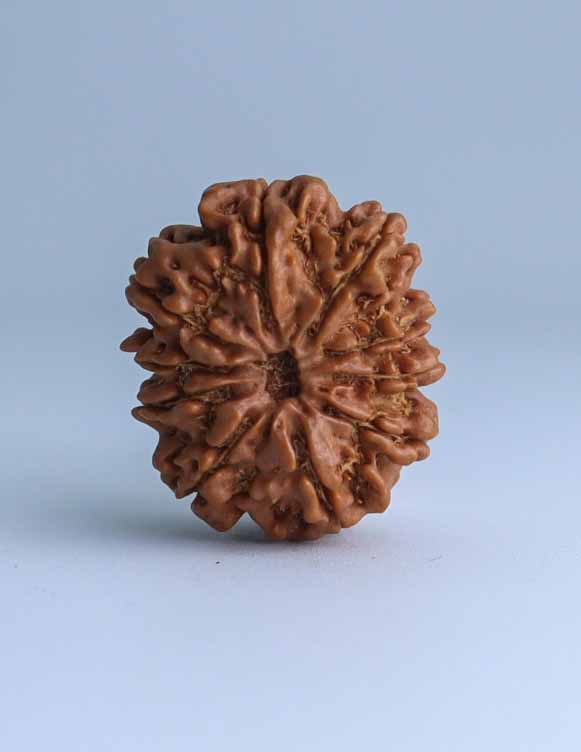 10 Mukhi Nepali Rudraksha