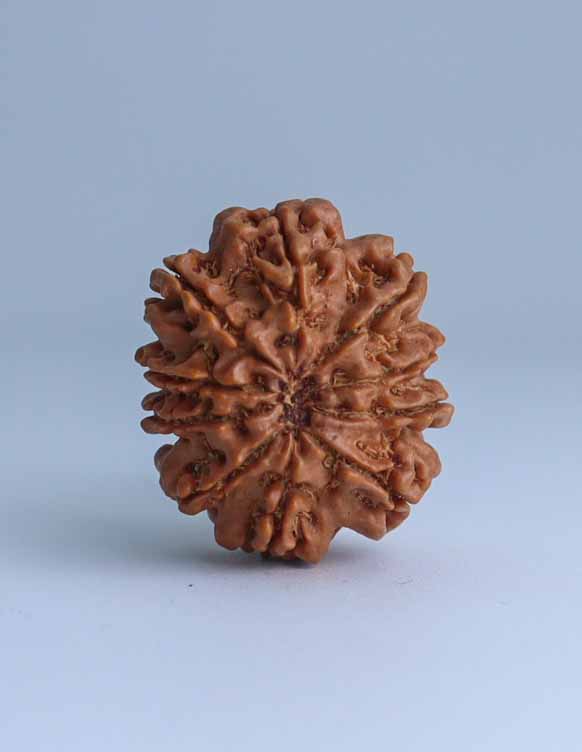 10 Mukhi Nepali Rudraksha