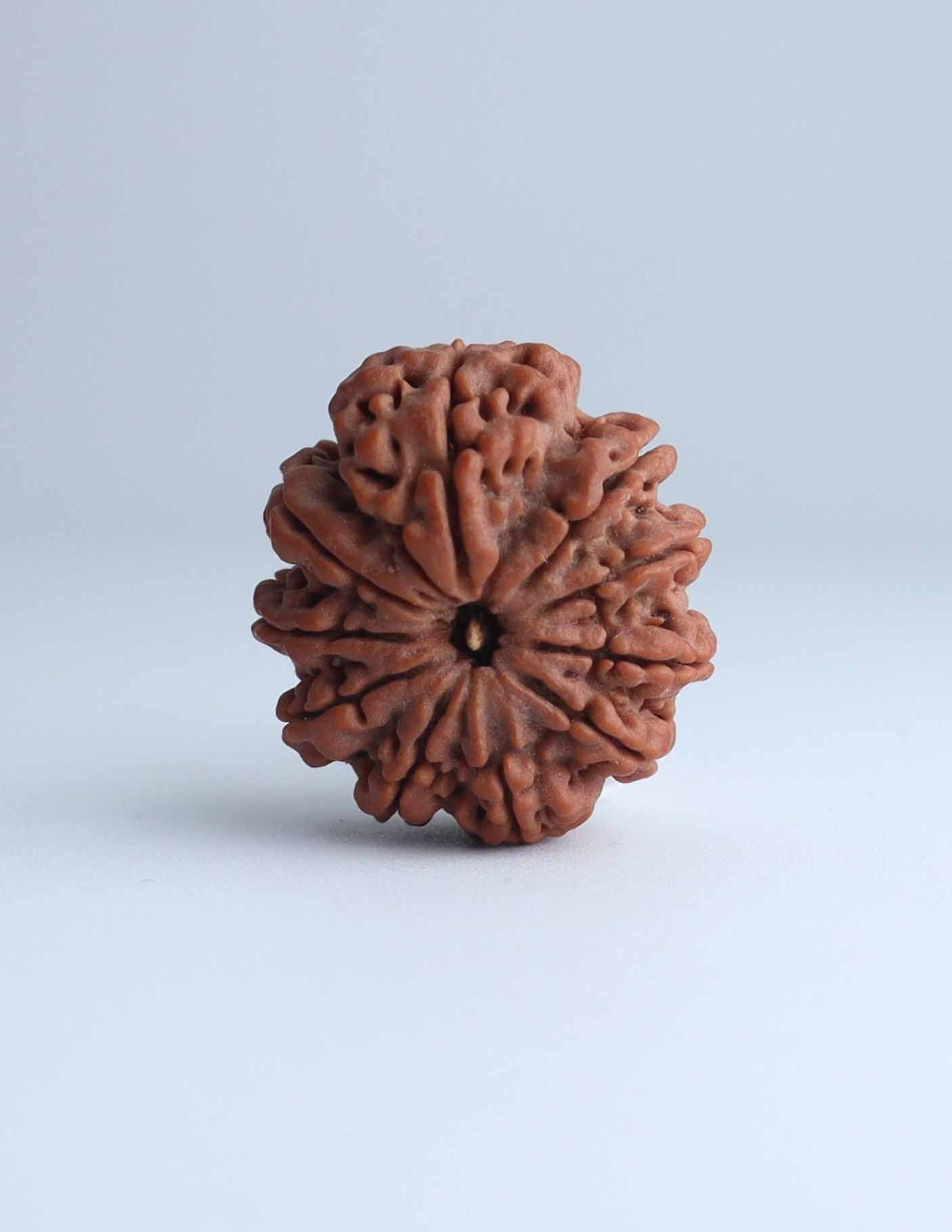 10 Mukhi Nepali Rudraksha