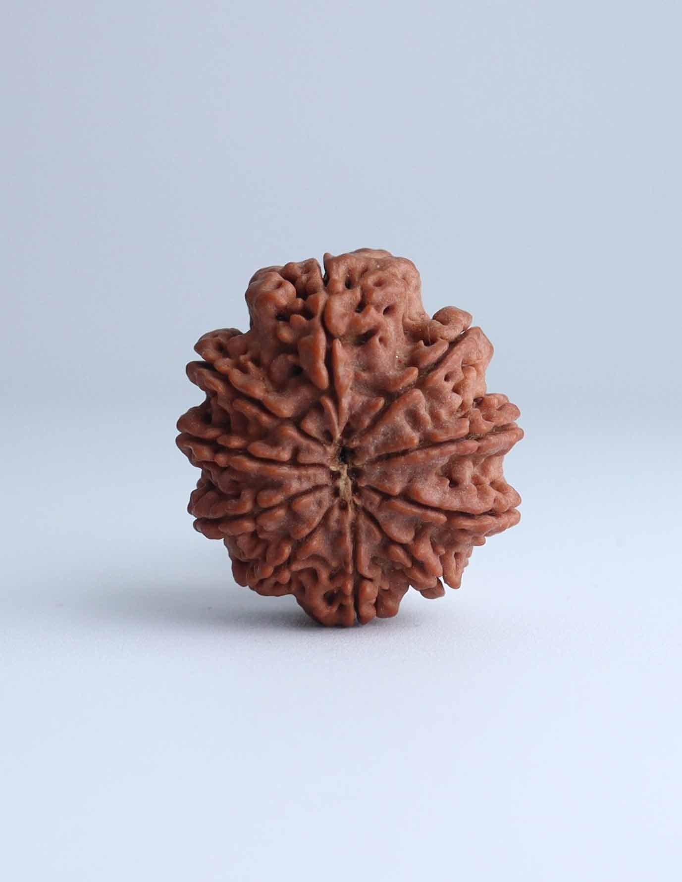 10 Mukhi Nepali Rudraksha