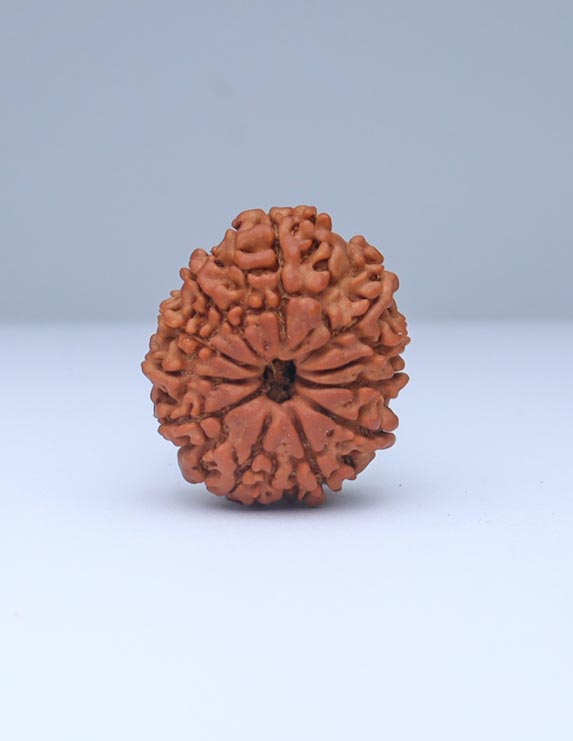 11 Mukhi Nepali Rudraksha