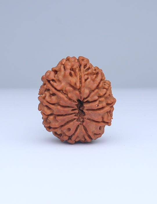 11 Mukhi Nepali Rudraksha