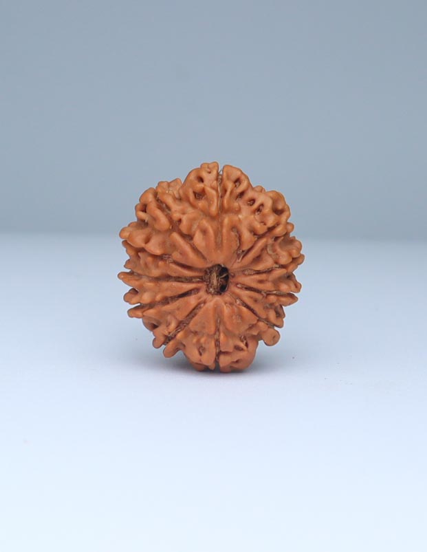 11 Mukhi Nepali Rudraksha