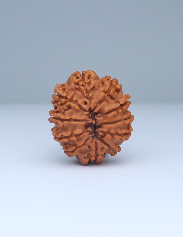 11 Mukhi Nepali Rudraksha