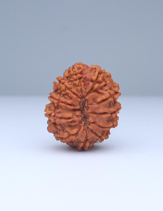 11 Mukhi Nepali Rudraksha