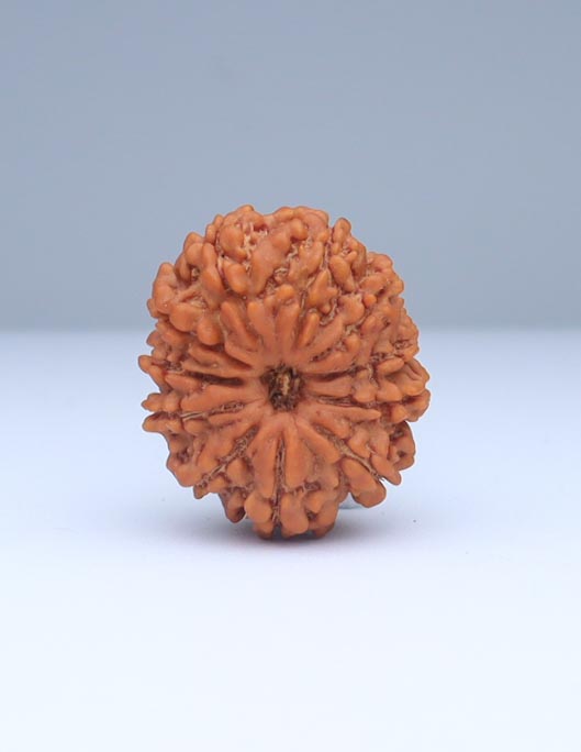 11 Mukhi Nepali Rudraksha