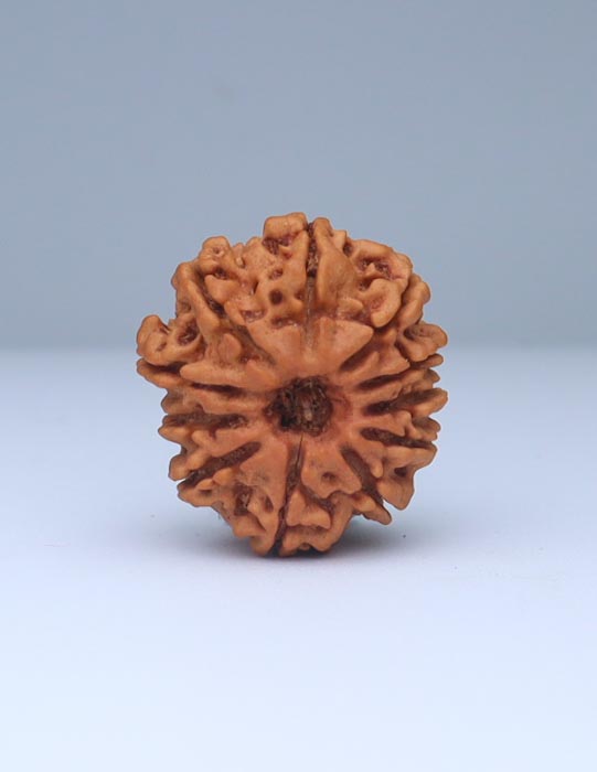 11 Mukhi Nepali Rudraksha