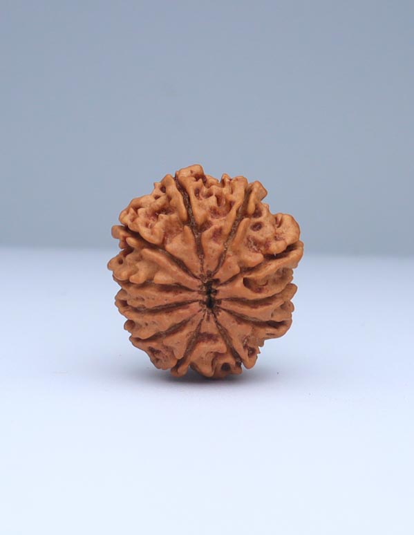 11 Mukhi Nepali Rudraksha