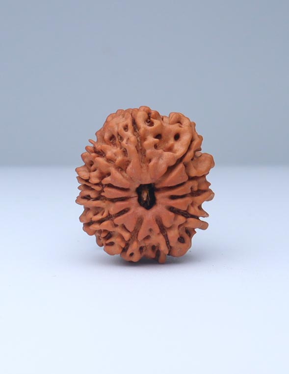 11 Mukhi Nepali Rudraksha