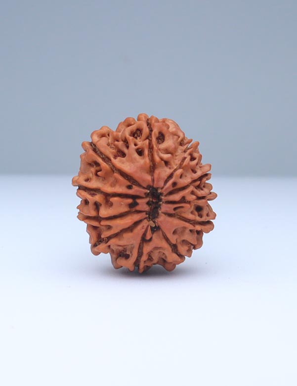 11 Mukhi Nepali Rudraksha