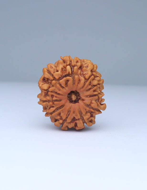 11 Mukhi Nepali Rudraksha