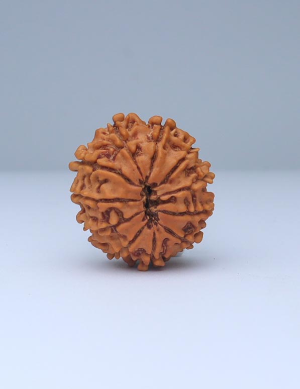 11 Mukhi Nepali Rudraksha