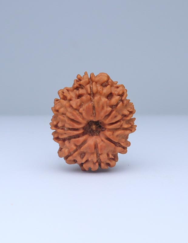 11 Mukhi Nepali Rudraksha