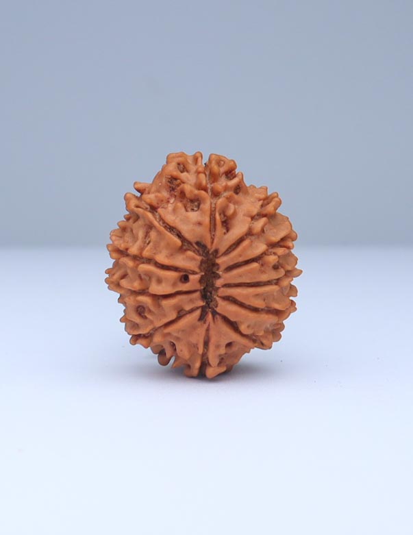 11 Mukhi Nepali Rudraksha