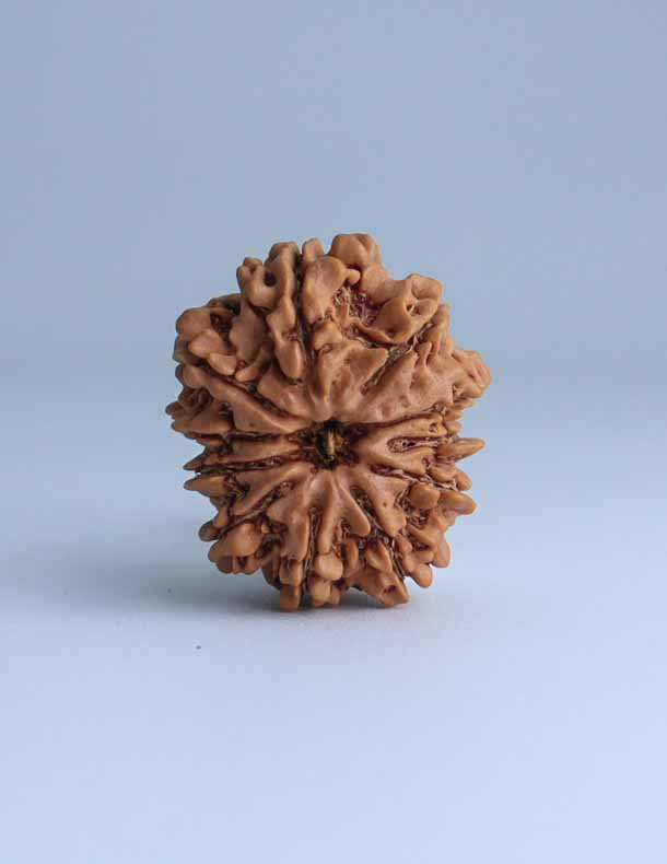 11 Mukhi Nepali Rudraksha