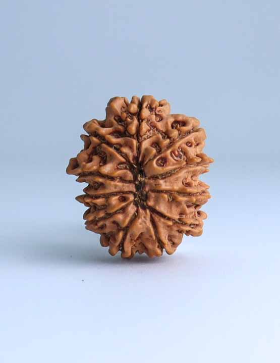 11 Mukhi Nepali Rudraksha