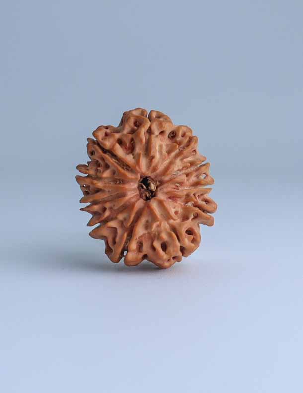 11 Mukhi Nepali Rudraksha