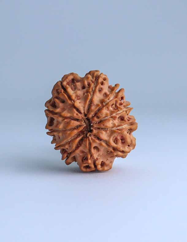 11 Mukhi Nepali Rudraksha