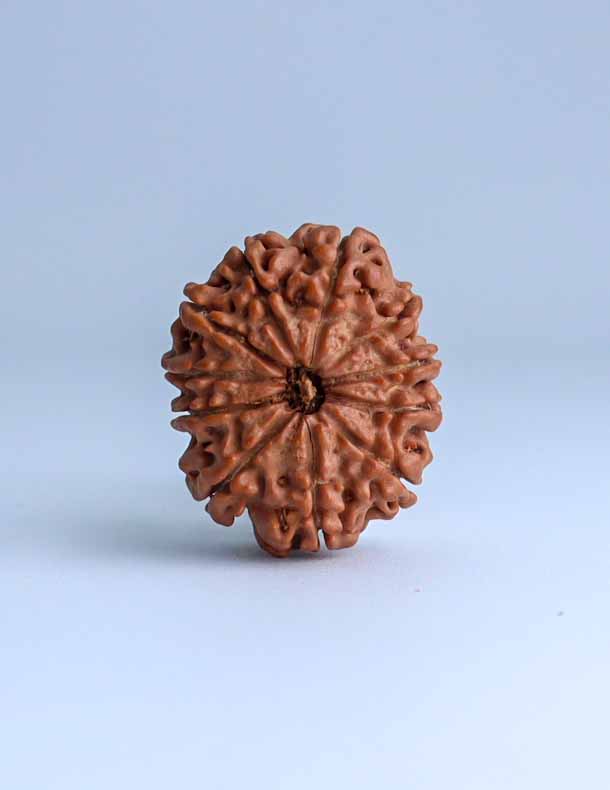 11 Mukhi Nepali Rudraksha