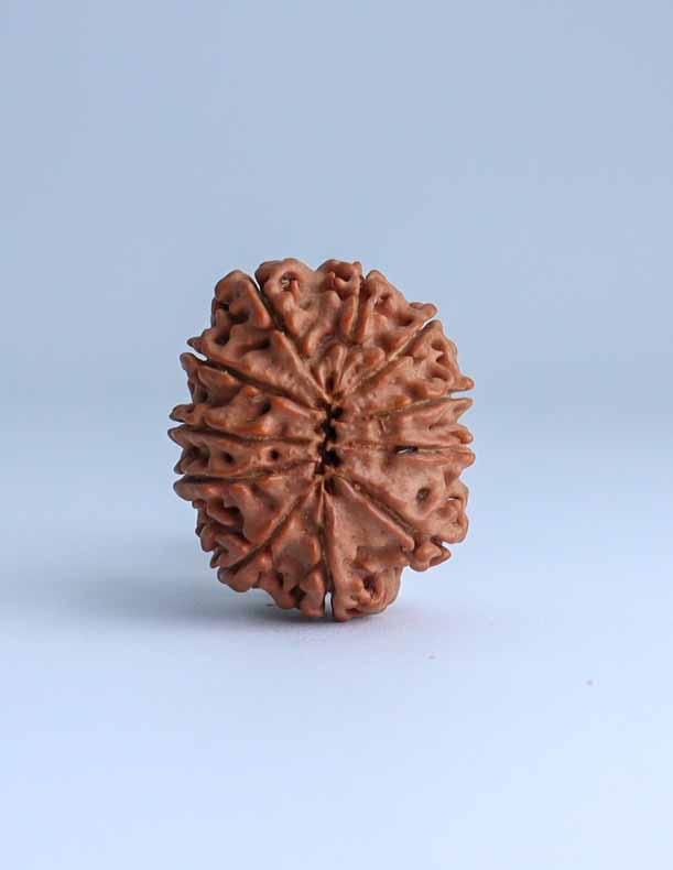 11 Mukhi Nepali Rudraksha