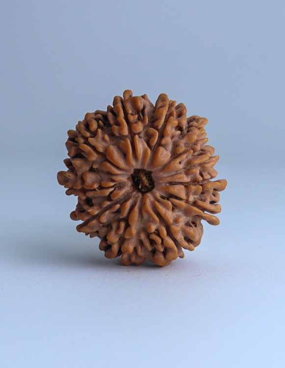 11 Mukhi Nepali Rudraksha