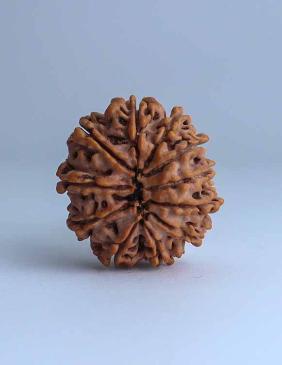 11 Mukhi Nepali Rudraksha