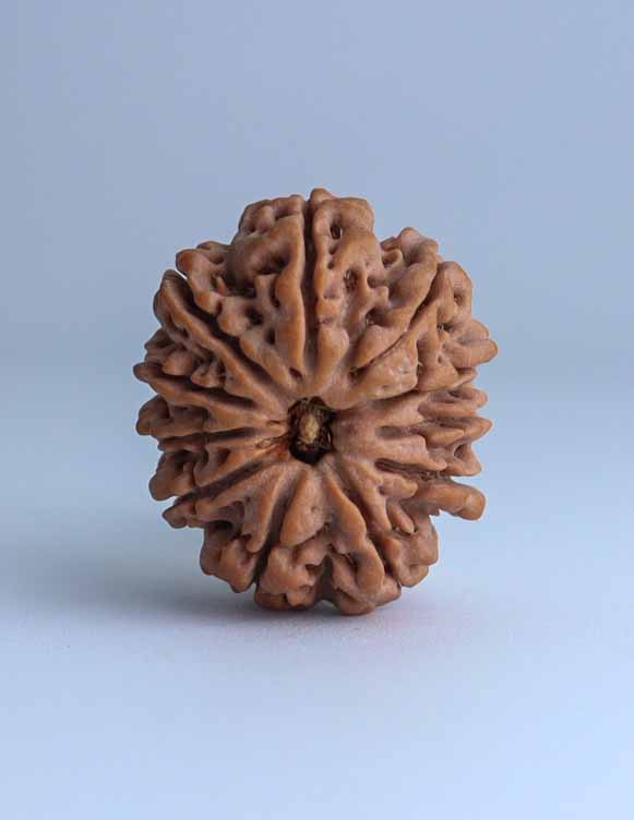 11 Mukhi Nepali Rudraksha