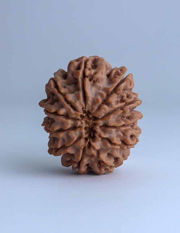 11 Mukhi Nepali Rudraksha