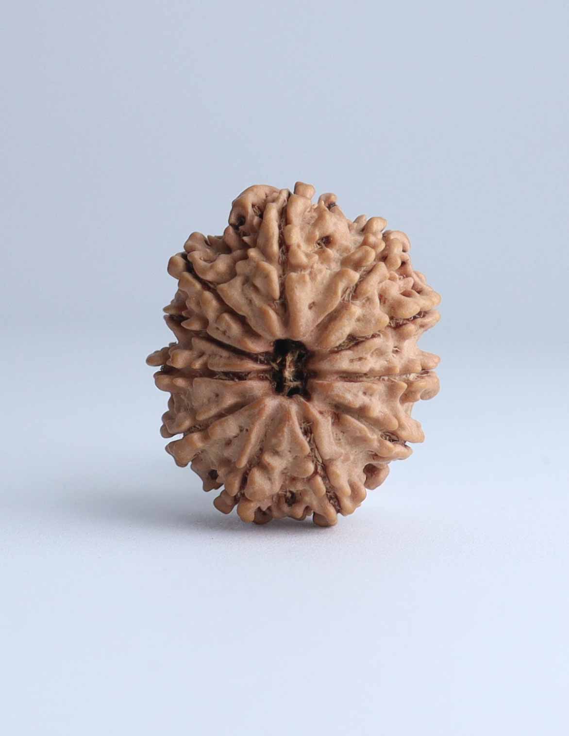 11 Mukhi Nepali Rudraksha