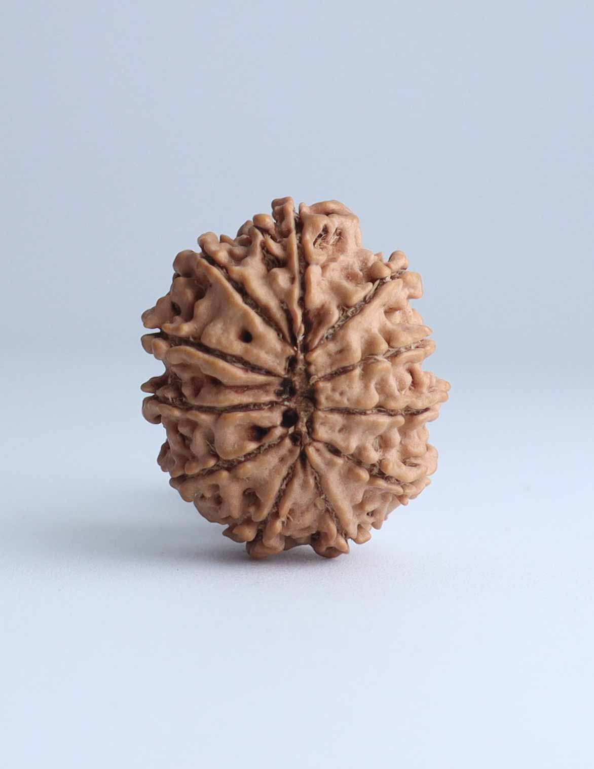 11 Mukhi Nepali Rudraksha