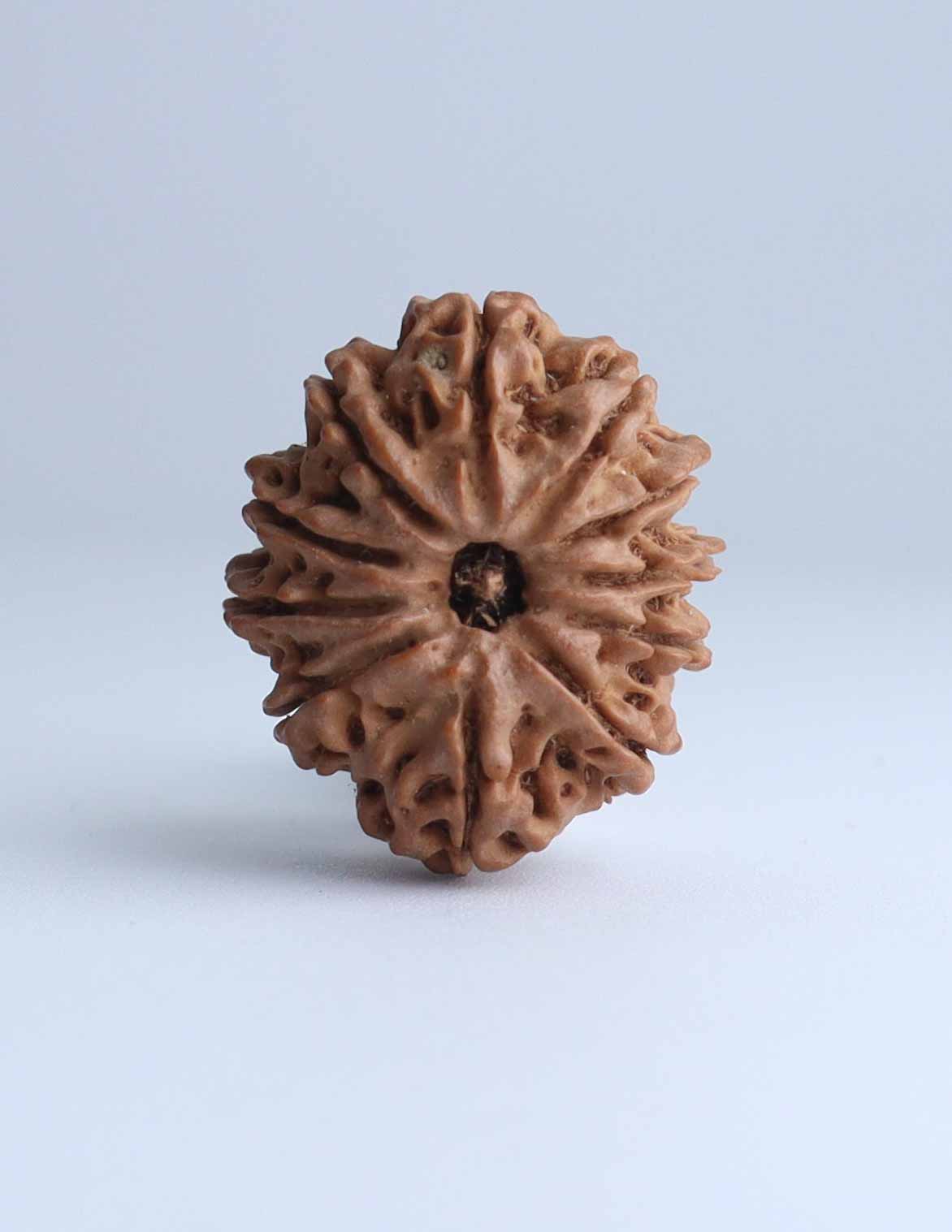 11 Mukhi Nepali Rudraksha