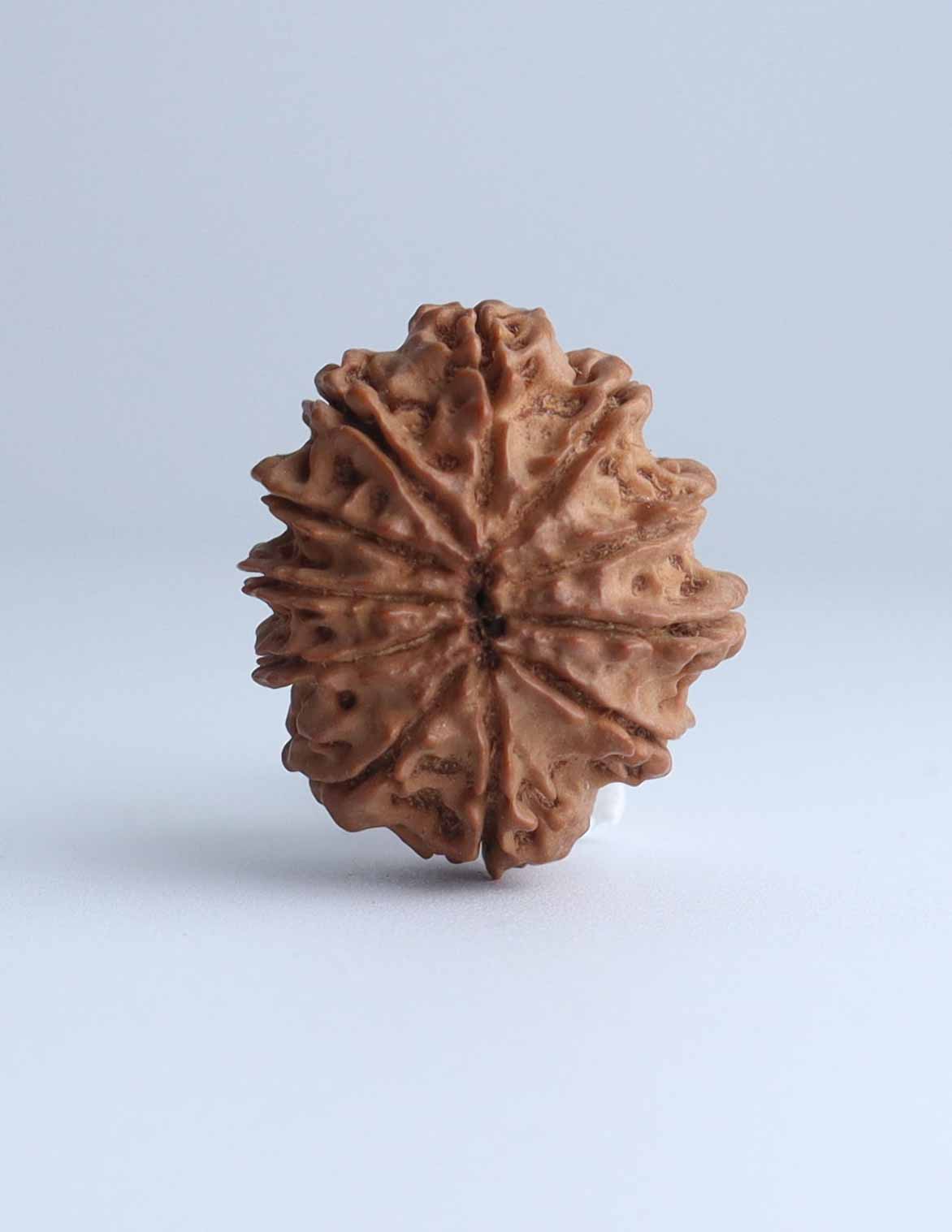 11 Mukhi Nepali Rudraksha