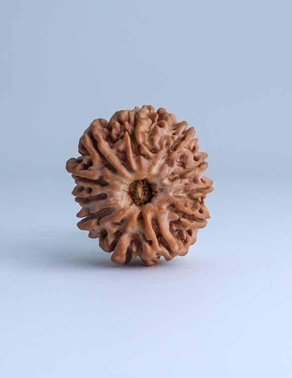 11 Mukhi Nepali Rudraksha