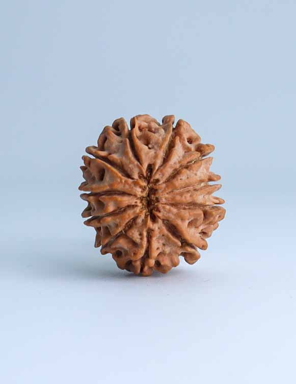 11 Mukhi Nepali Rudraksha