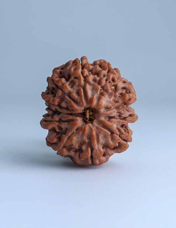 11 Mukhi Nepali Rudraksha