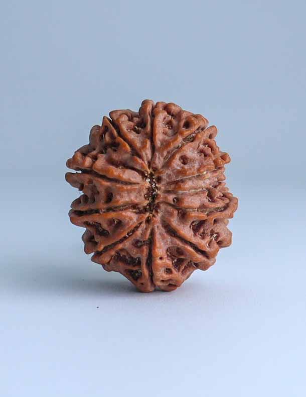 11 Mukhi Nepali Rudraksha