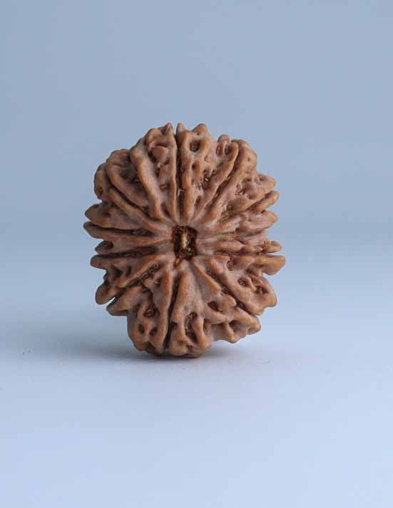 11 Mukhi Nepali Rudraksha