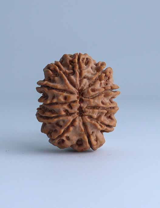 11 Mukhi Nepali Rudraksha