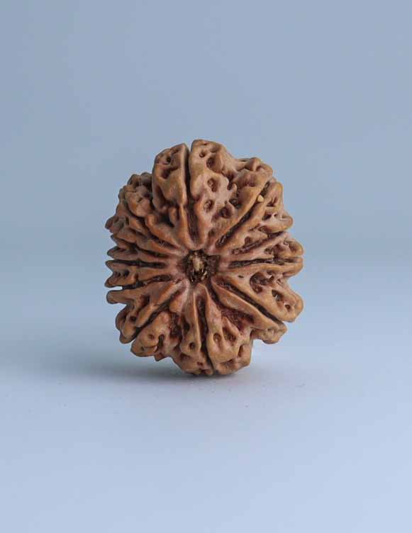 11 Mukhi Nepali Rudraksha