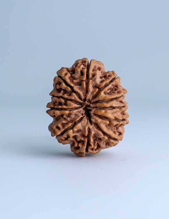 11 Mukhi Nepali Rudraksha