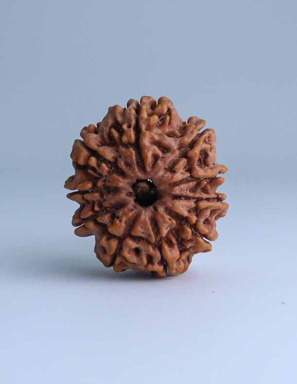 11 Mukhi Nepali Rudraksha