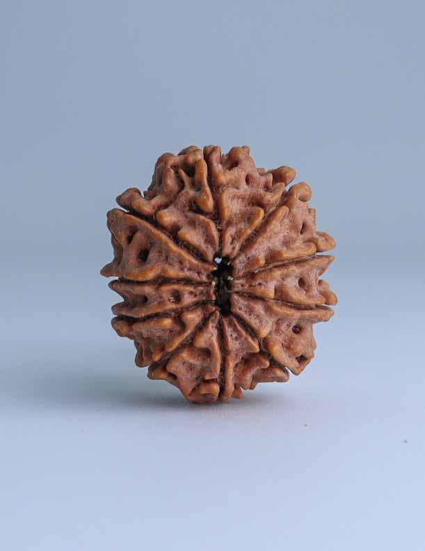 11 Mukhi Nepali Rudraksha