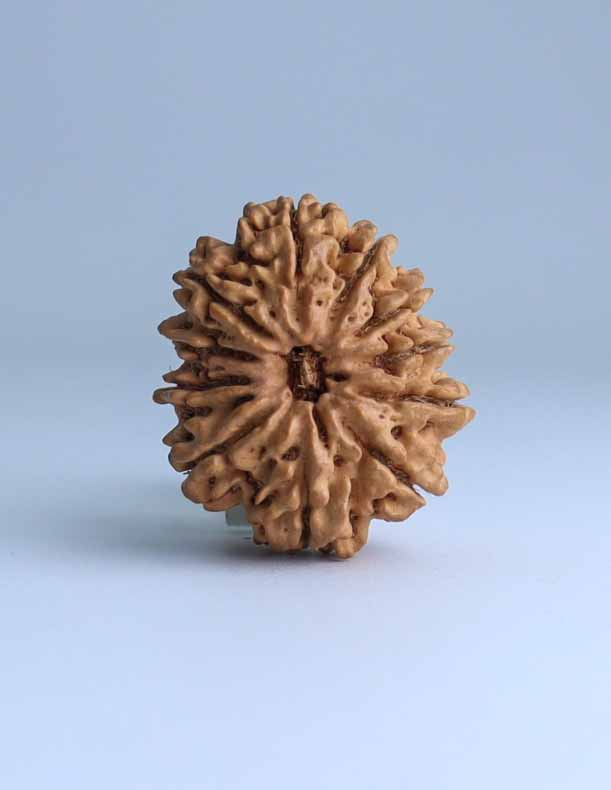 11 Mukhi Nepali Rudraksha