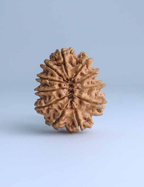 11 Mukhi Nepali Rudraksha