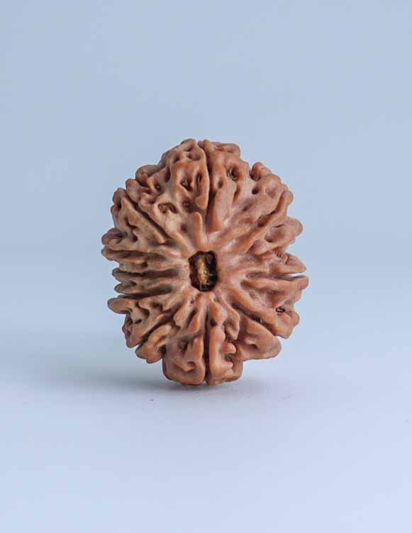 11 Mukhi Nepali Rudraksha