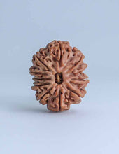 11 Mukhi Nepali Rudraksha