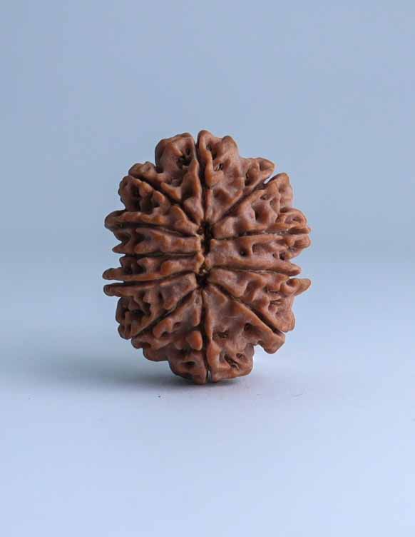 11 Mukhi Nepali Rudraksha